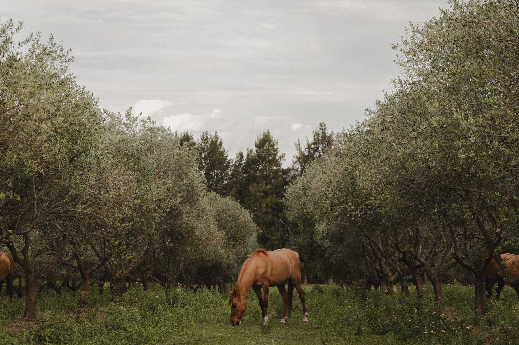 Caballo pastando entre los olivos en el campo de Oliparati