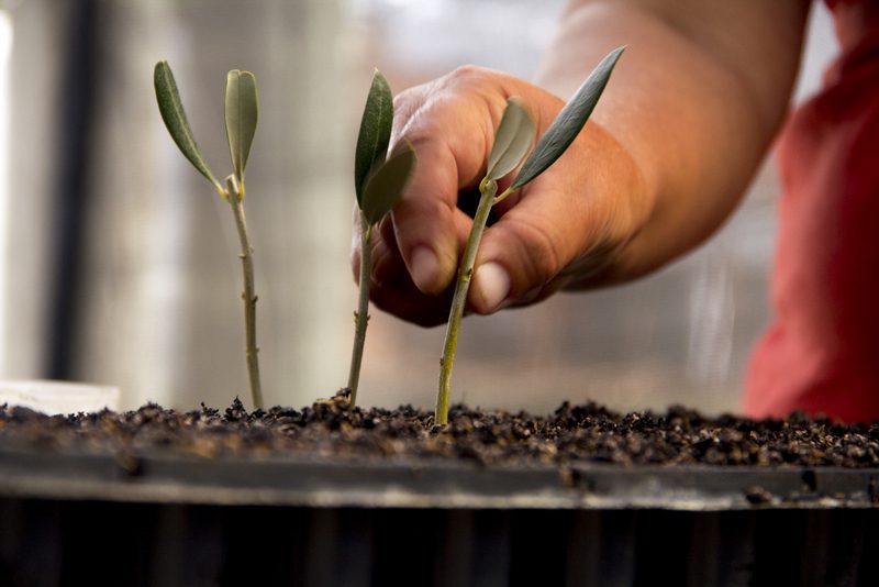 Plantines de olivo recién brotados, cuidados a mano en el invernadero